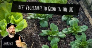 Best Vegetables to Grow in the UK