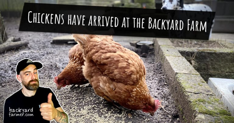 Chickens have arrived at the Backyard Farm