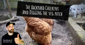 The Backyard Chickens and Digging the veg patch