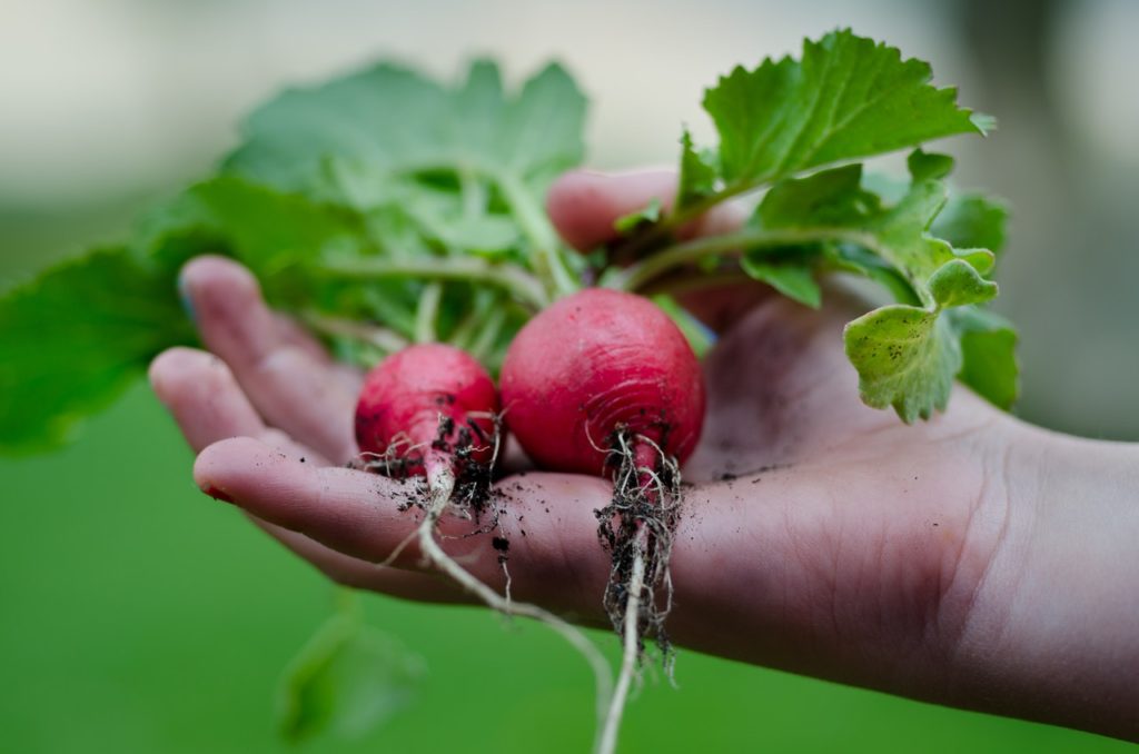 beetroot