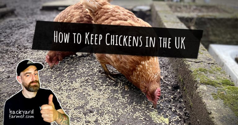 How to Keep Chickens in the UK