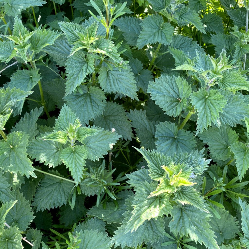 Nettles (Urtica dioica)