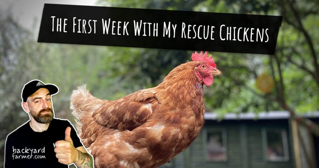 The First Week With My Rescue Chickens