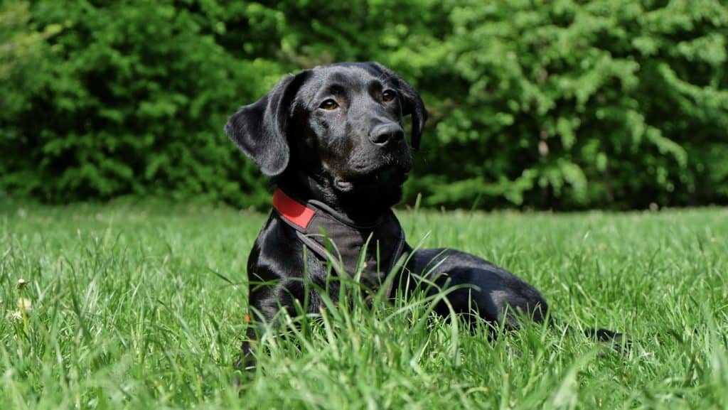 how to get rid of slugs without harming dogs