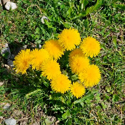 Bright yellow dandelion flowers growing in short grass, a common wild edible plant in the UK.