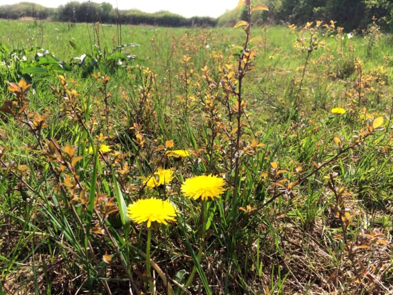 edible plants you can forage for UK