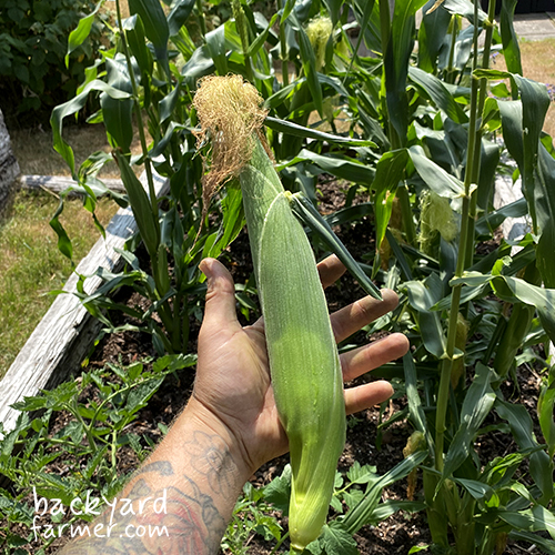 sweetcorn grown on the allotment wirral
