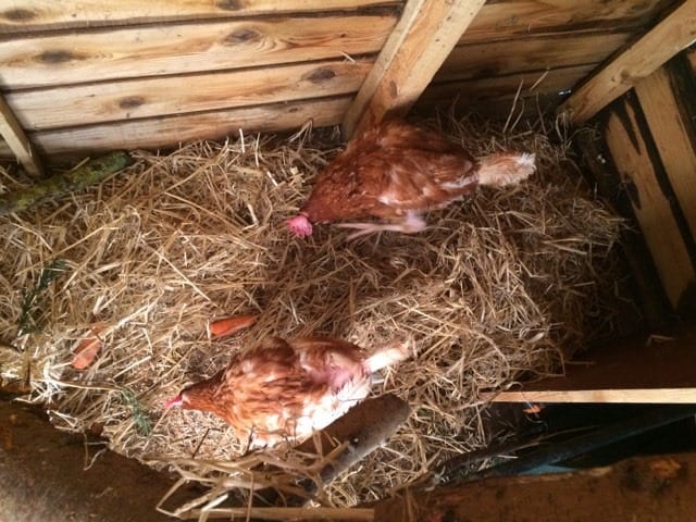 The Backyard Chickens and Digging the veg patch