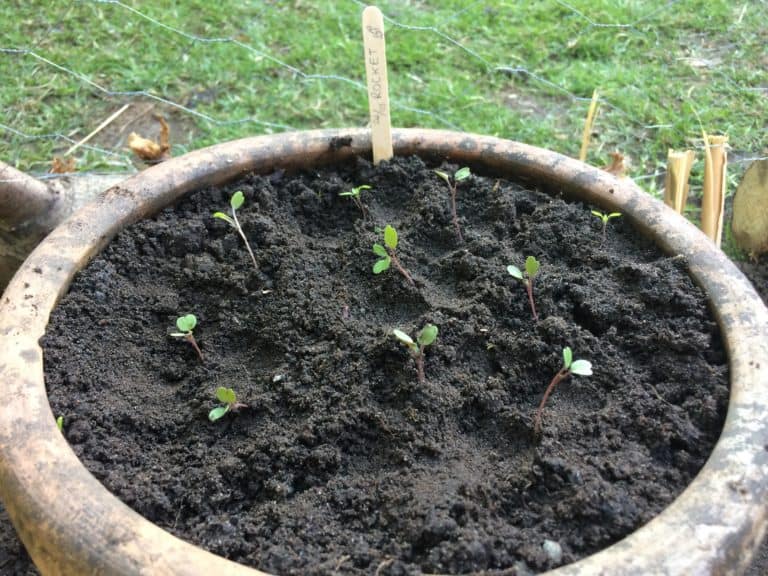 rocket seedlings