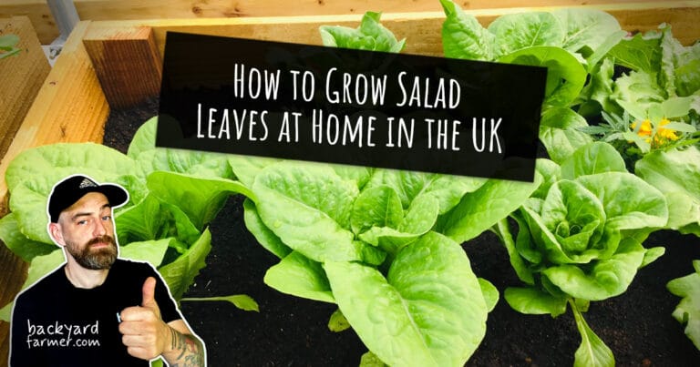 How to Grow Salad Leaves at Home in the UK (Complete Beginner Guide)