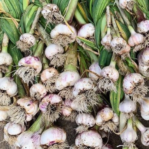 garlic harvest