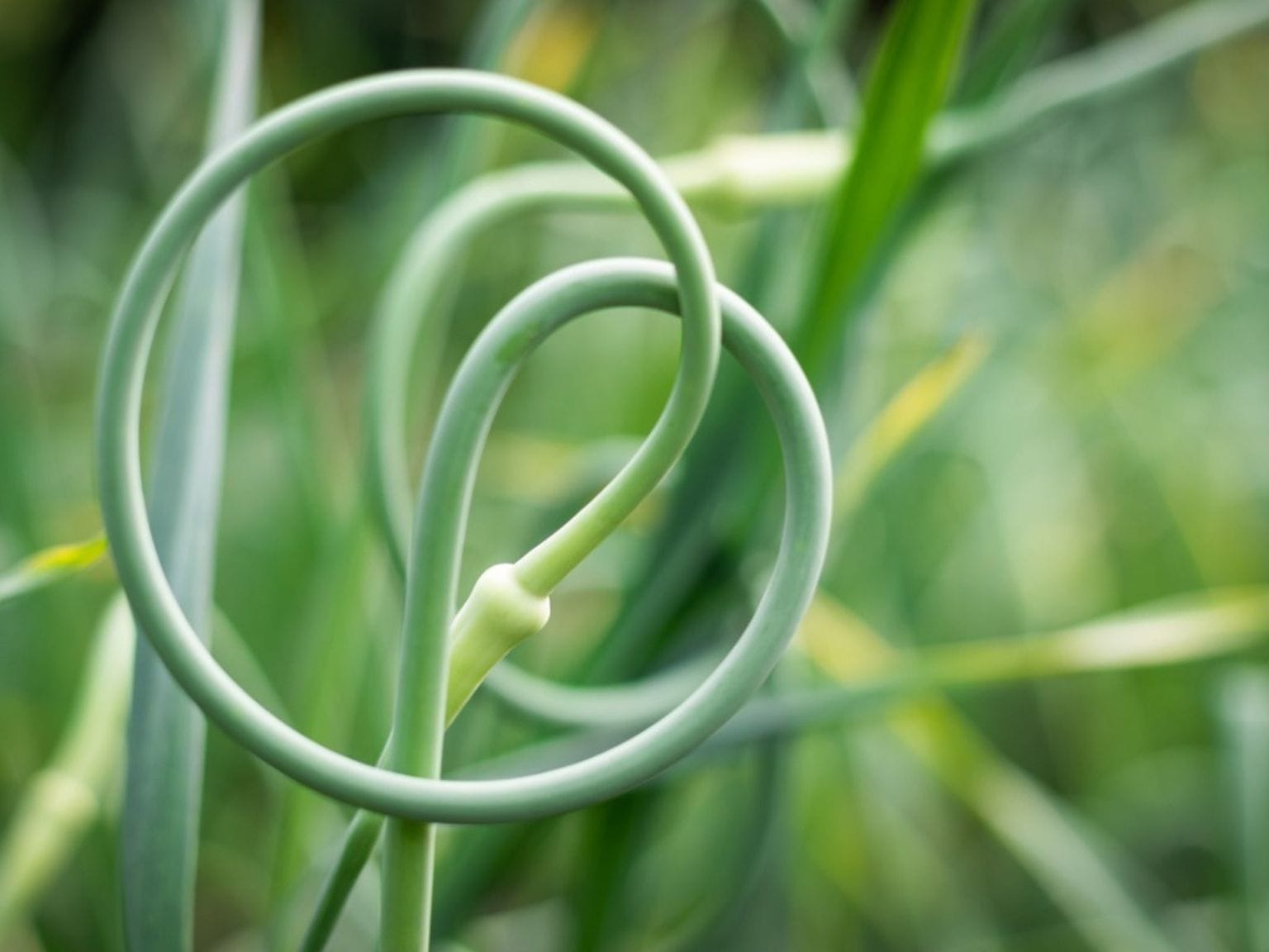 Garlic scape