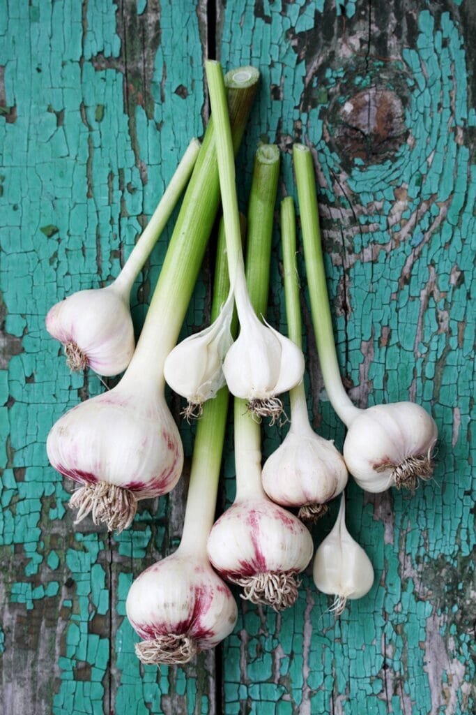 Home grown garlic