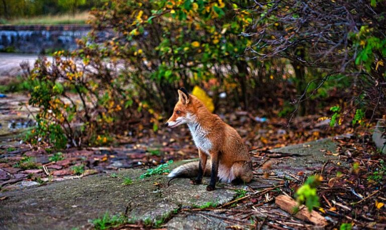 How to attract wildlife to your garden