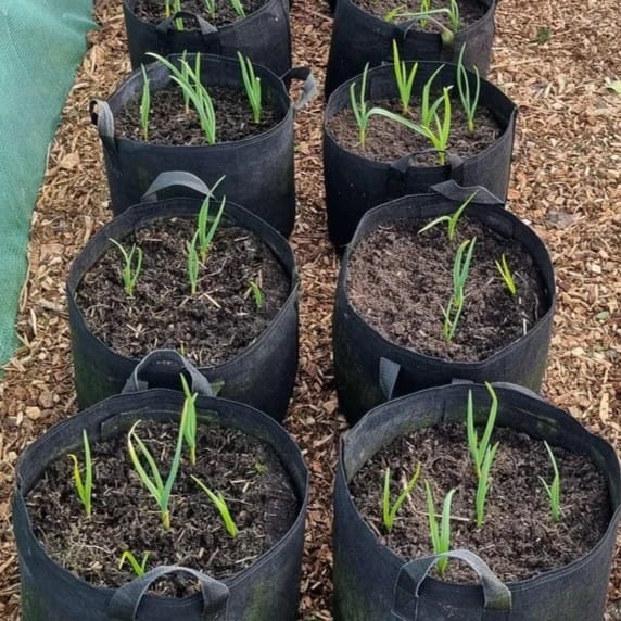 garlic in pots