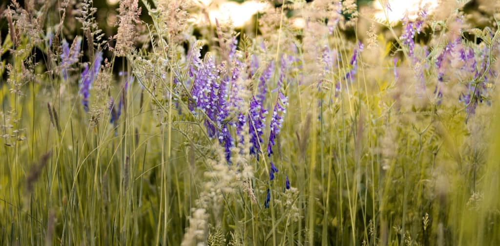 attract wildlife to your garden