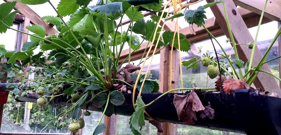 Strawberries grown in guttering