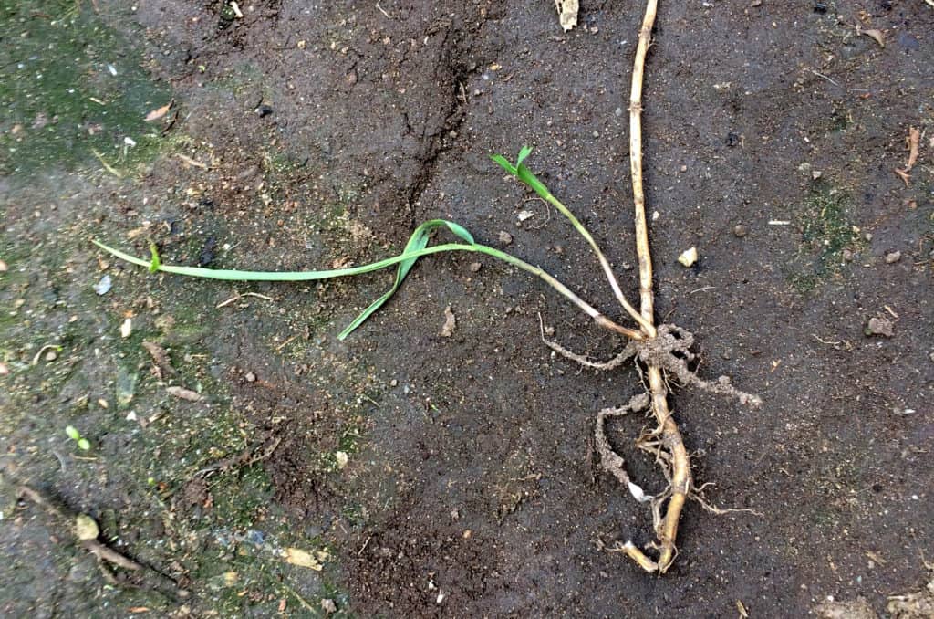 Perineal weed roots