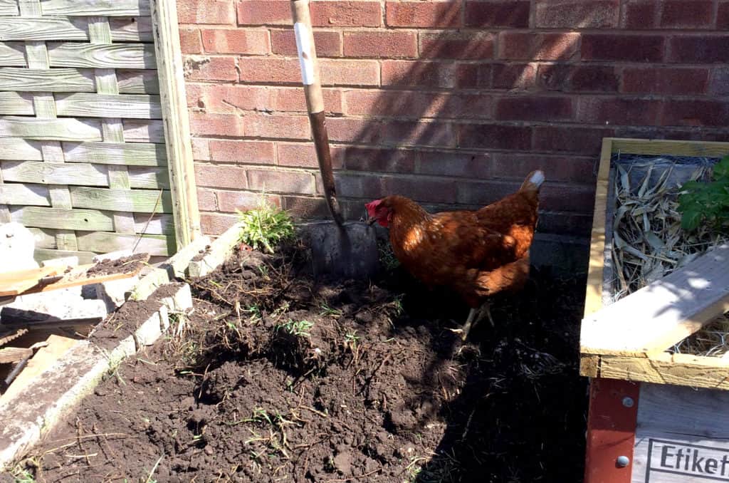 Soil that has been turned over...and a chicken