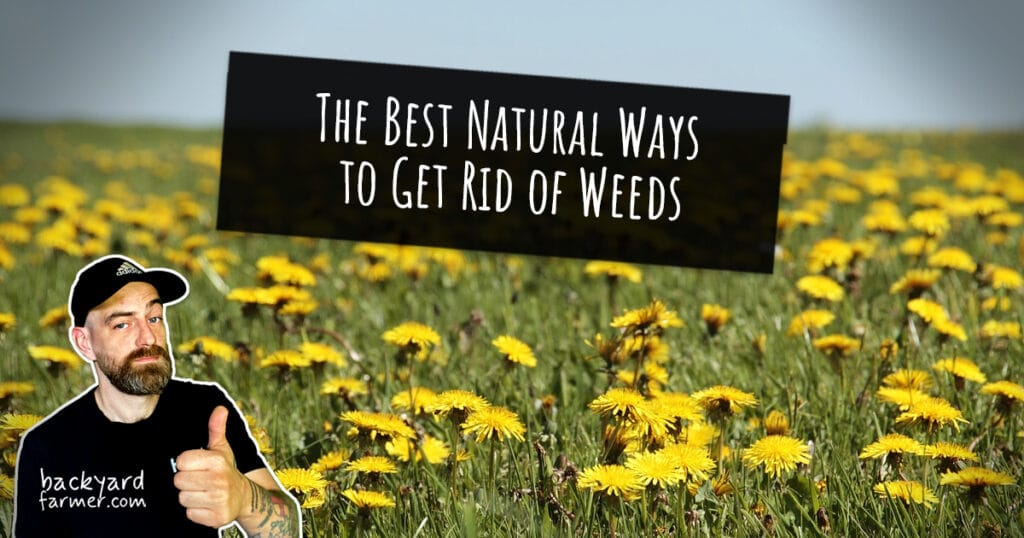 The Best Natural Ways to Get Rid of Weeds