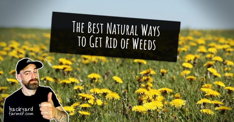 The Best Natural Ways to Get Rid of Weeds