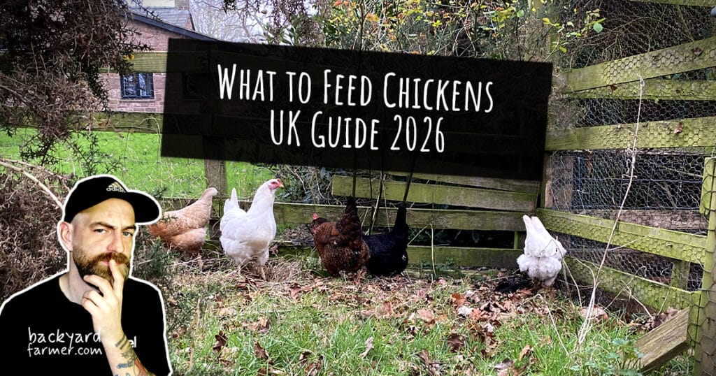 What to Feed Chickens UK Guide 2026