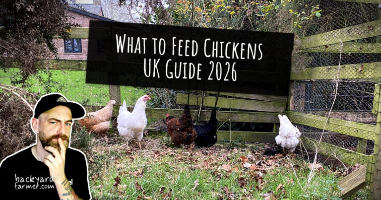 What to Feed Chickens UK Guide 2026