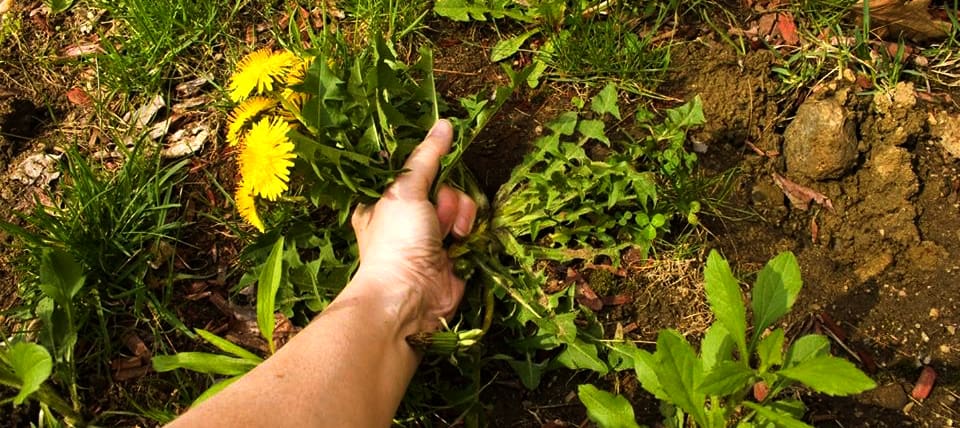 removing dandelion