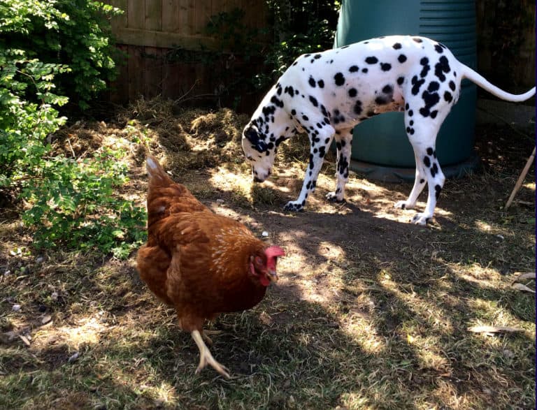 Feeding chickens