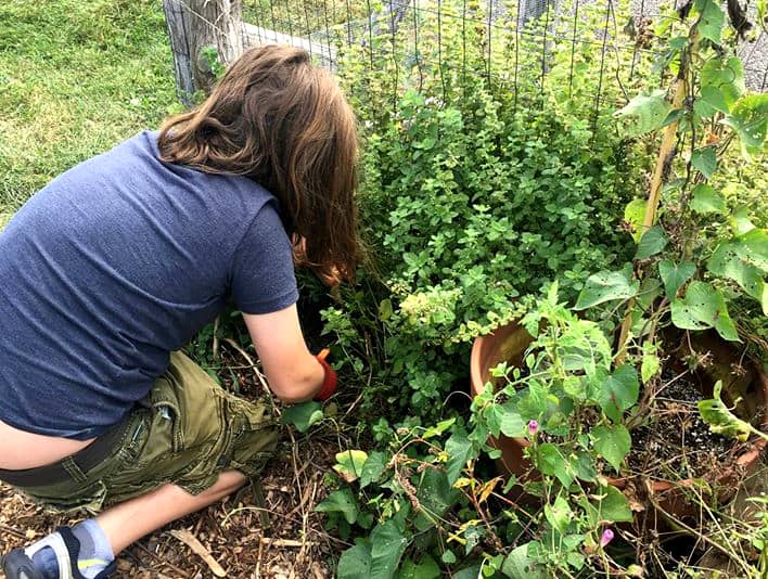 Keeping on top of the weeding