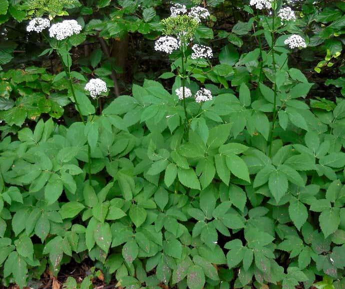 Ground Elder