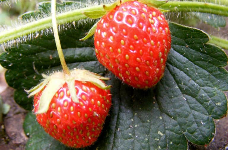 grow strawberries