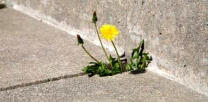 Remove weeds naturally