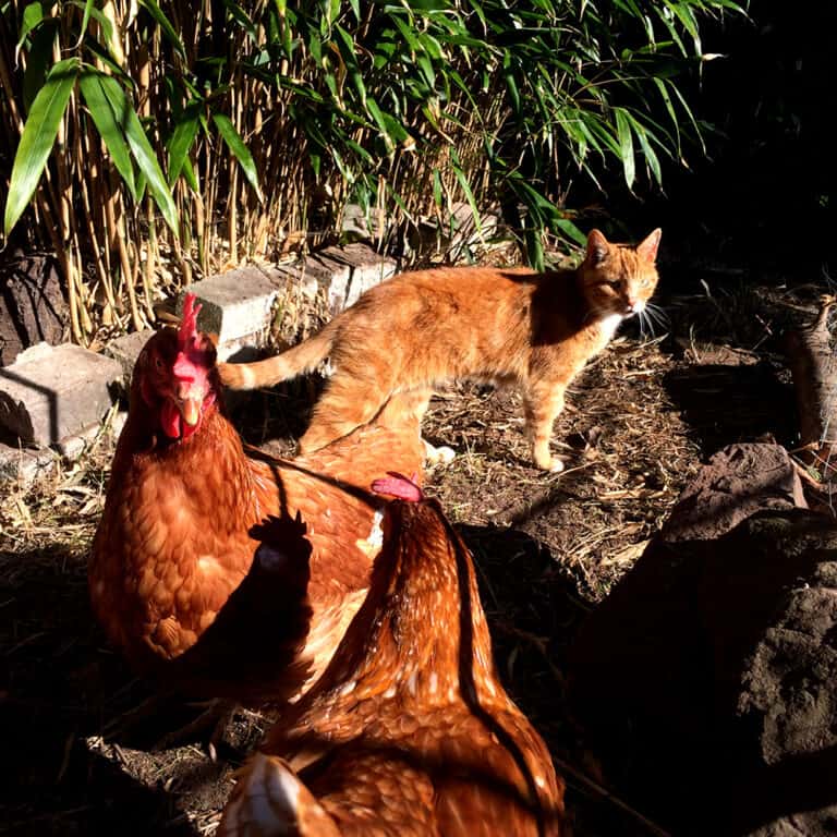 Chickens and cat