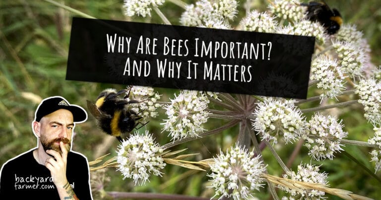 Why Are Bees Important? And Why It Matters