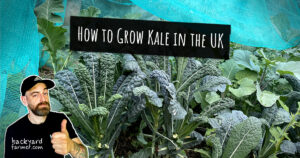 How to Grow Kale in the UK