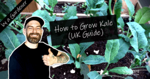 How to grow kale