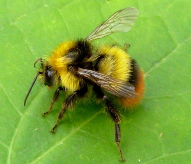 early-bumblebee