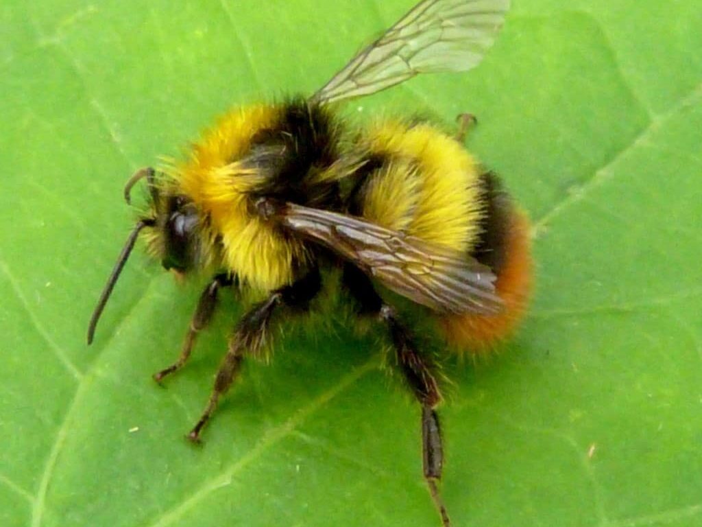 early-bumblebee