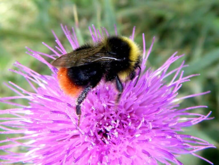 red-tailed-bumblebee-2