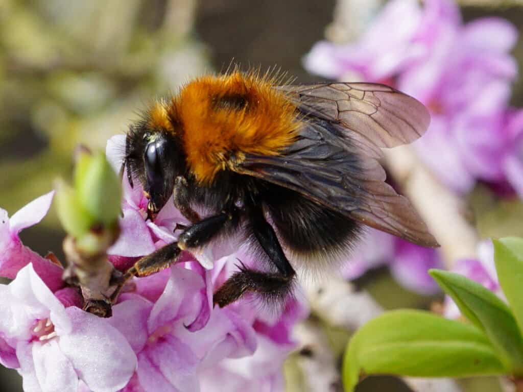 tree bumble bee