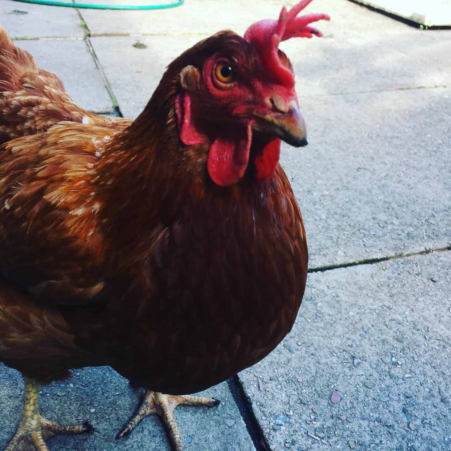 Is Apple Cider Vinegar good for Chickens? The Backyard Farmer