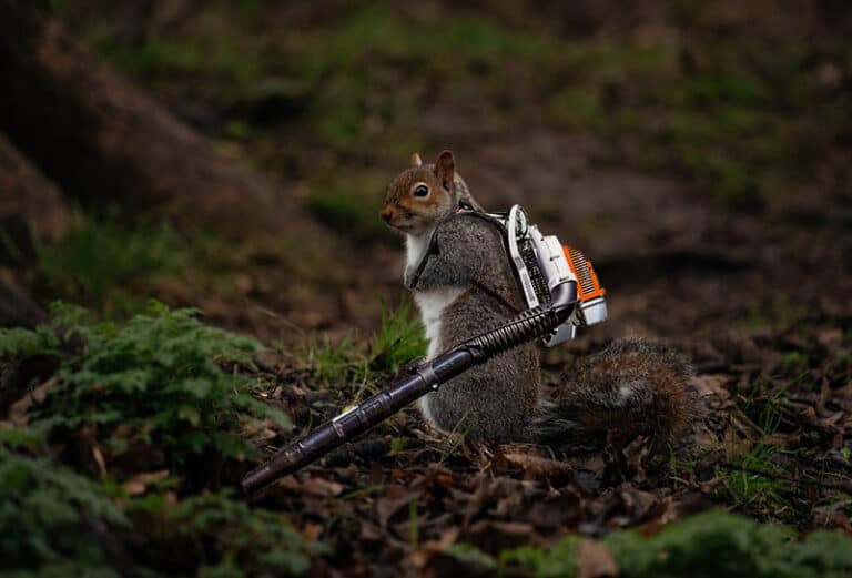 squirrel moving light gardening tools