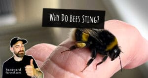 Why Do Bees Sting?