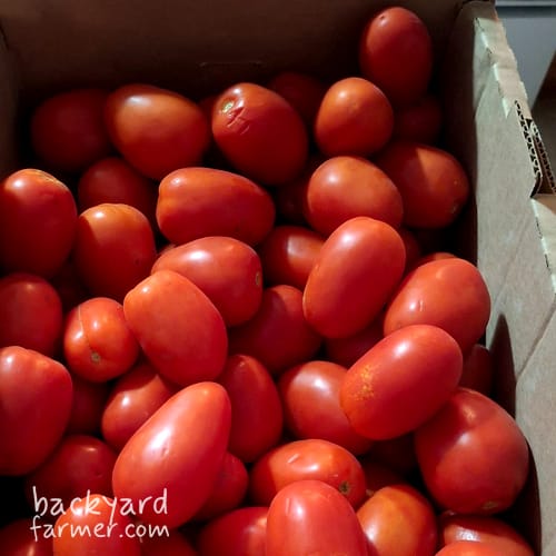 tomatoes in a box