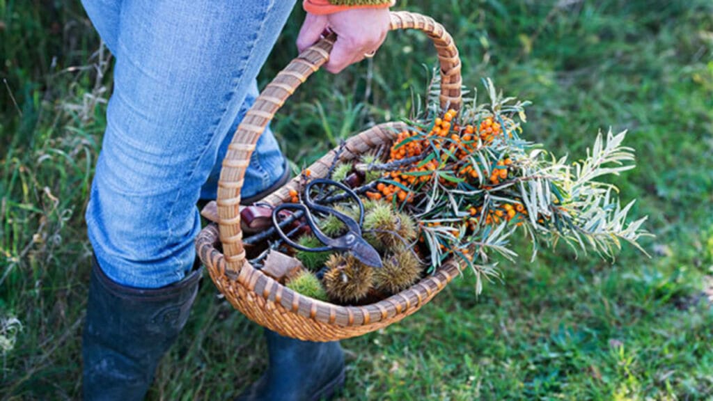 foraging basket