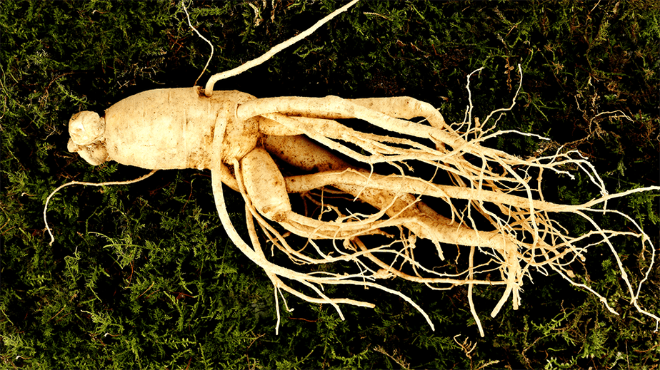 grow ginseng to make money