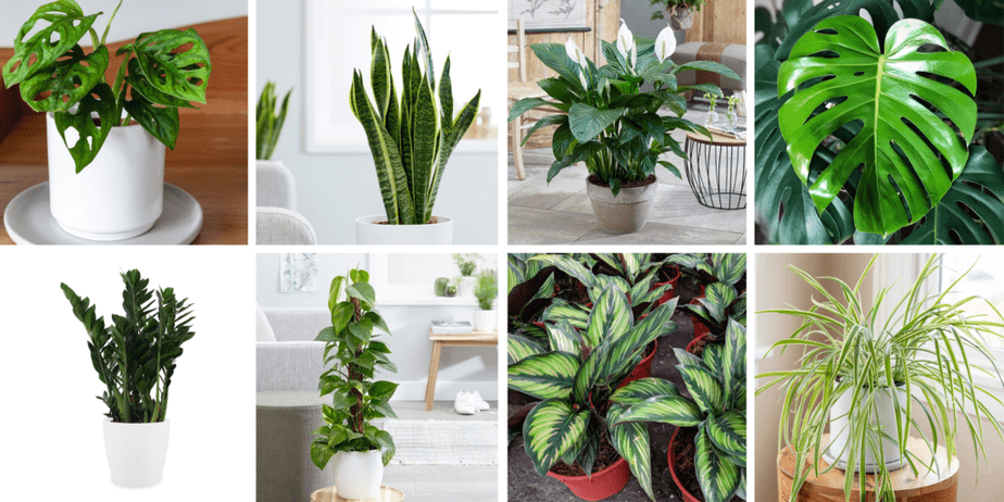 house plants grow to make money