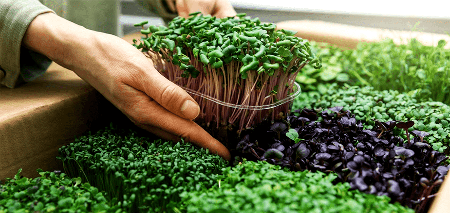 microgreens to grow to make money