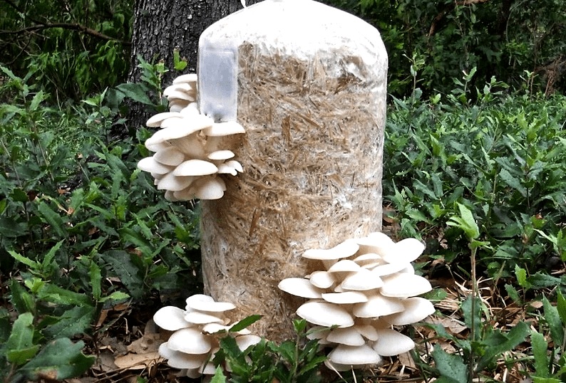 mushrooms to grow to make money